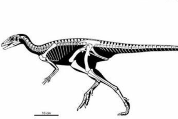 最原始的鸟臀目恐龙始奔龙奔跑速度极快身长仅1米