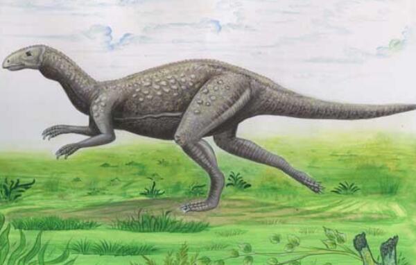 考古发现 对于剑龙,喜欢恐龙的朋友肯定不陌生,它是《侏罗纪公园》中