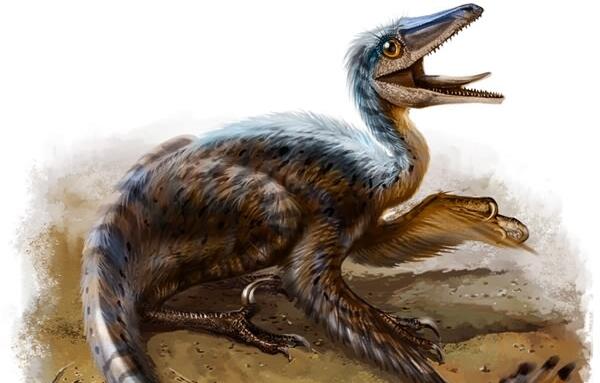 寐龙辽宁小型食肉恐龙长1米与鸟类有亲缘关系