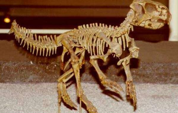 鹦鹉嘴龙亚洲小型食草恐龙长2米距今9750万年前