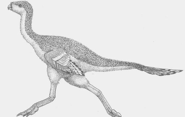 原始祖鸟的图片图片