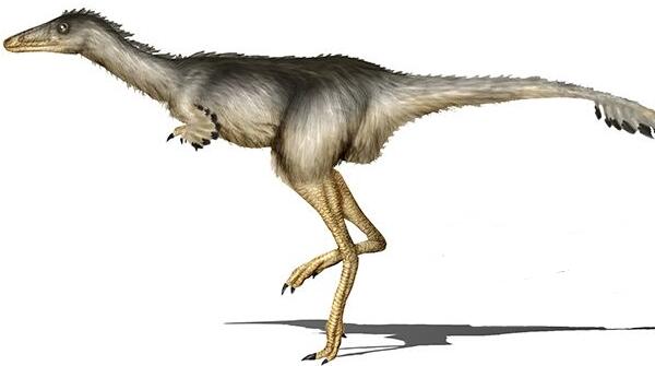 艾伯塔爪龙:加拿大小型食肉恐龙(长08米/7000万年前)