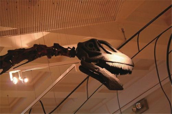 未解之谜 动物未解之谜 鲸龙还是主要生活在距离现在