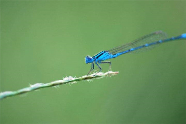 蓝蜻蛉 是一种相当美丽迷人的蜻蛉 呈现完全的蓝色 探秘志