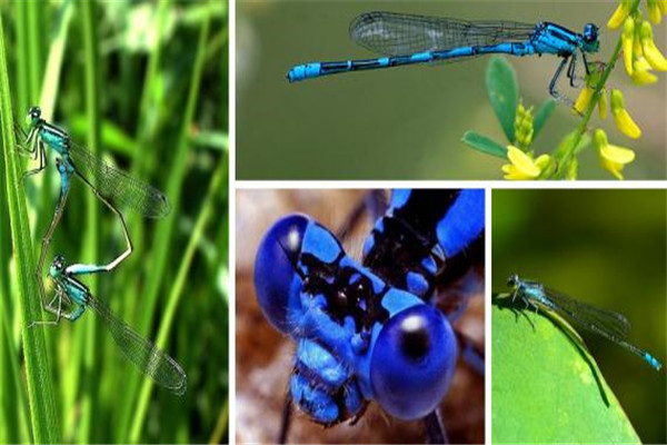 蓝蜻蛉 是一种相当美丽迷人的蜻蛉 呈现完全的蓝色 探秘志手机版