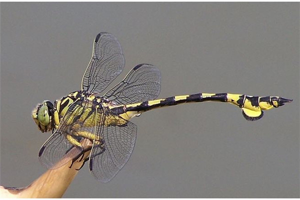 世界上最大的蜻蜓图片