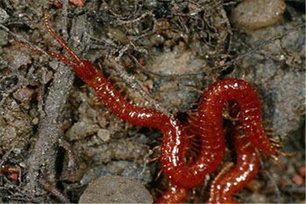 地蜈蚣濒临灭绝的蜈蚣科物种毒性较小的蜈蚣