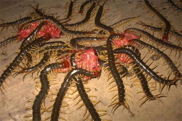 地蜈蚣濒临灭绝的蜈蚣科物种性较小的蜈蚣