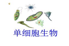 地球上生物的演变 生物进化的四个历程是什么