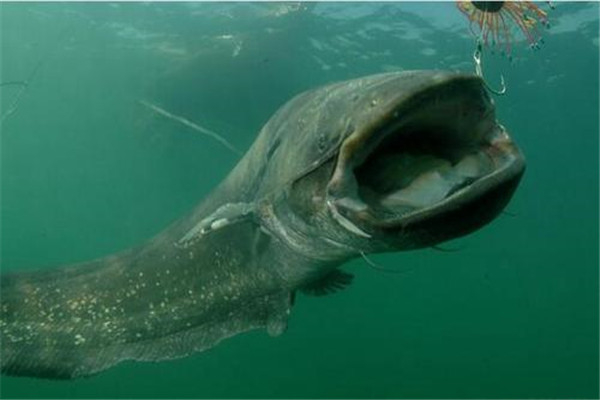 会吃人的鲶鱼食人鲶一种奇特的巨型鲶鱼
