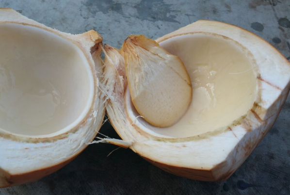 椰子中果皮图片