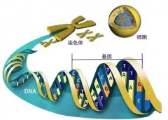 生命科学研究取得突破！人体基因能被改写 科学家 人造人或成现实