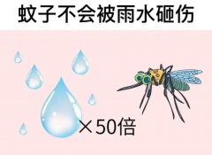 一滴雨的质量，是蚊子的50倍，当蚊子被雨滴击中时会死吗？