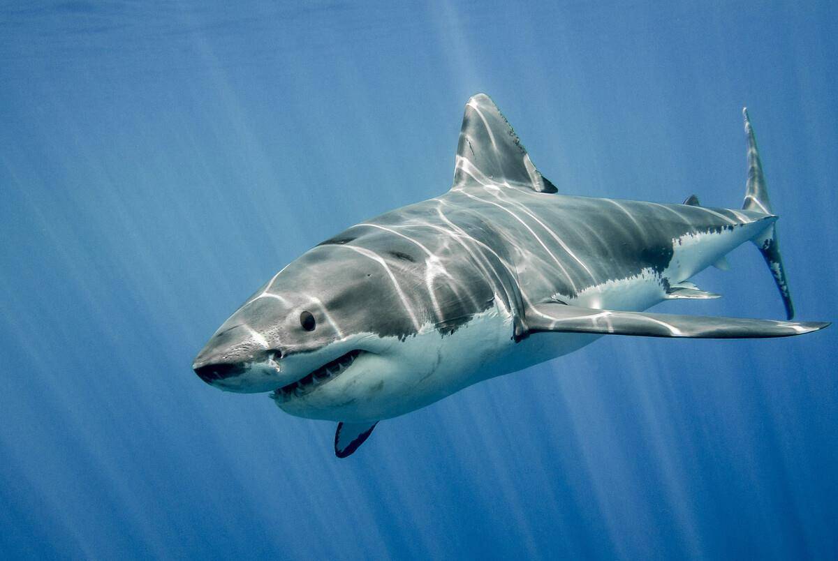 猫鲨是保护动物吗图片