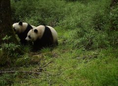 陕西一头野生熊猫死亡，专家说是被淹死（山上掉落）