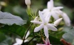 最香的茉莉花品种是什么？狮头茉莉夜间绽放，花香极浓