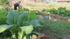 粪水浇菜不能吃？“粪水浇菜”用了数千年如今却屡被质疑