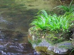 河边石头上的“杂草”，看似廉价却是珍贵的石菖蒲