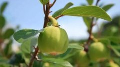 野外有一种长得像坨称的植物，可以做冰粉（薜荔果）