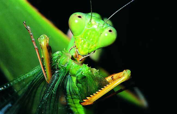 世界上最强的昆虫图片