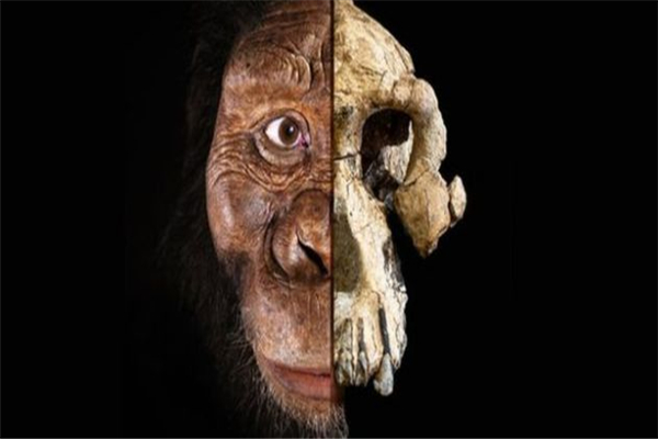 猿猴的祖先是谁图片