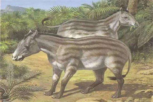 史前始祖马是马的祖先,其外貌和普通的马科动物大致一样,头骨比较长