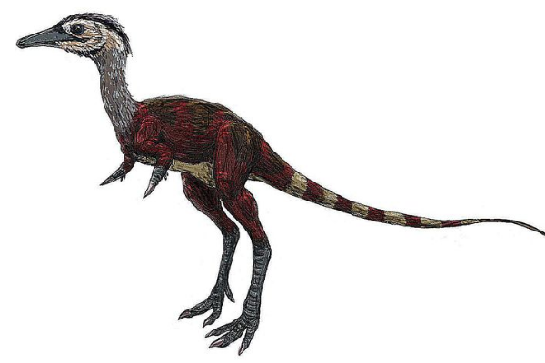 小驰龙蒙古小型恐龙长1米仅有一根指爪挖掘蚁巢