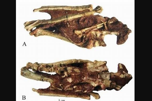 张氏西峡爪龙最原始的单爪龙类仅50厘米喜欢食蚁