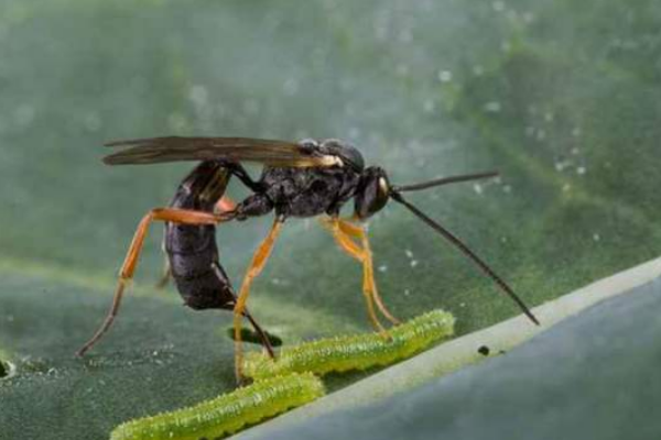 蝴蝶的天敌是什么蚂蚁将蝴蝶蛹啃食最终啃成空壳