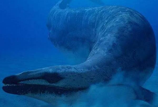 龙王鲸体长图片
