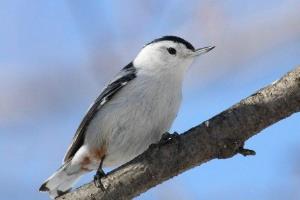 白胸鳾：世界上唯一能头向下爬树的鸟（北美洲小型燕雀）