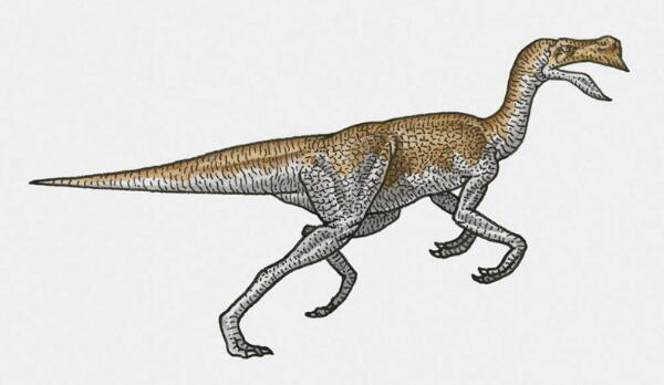纤手龙:北美洲小型杂食性恐龙(长29米/7000万年前)