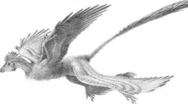 羽龙第一个有非对称羽毛的恐龙长09米出土于辽宁