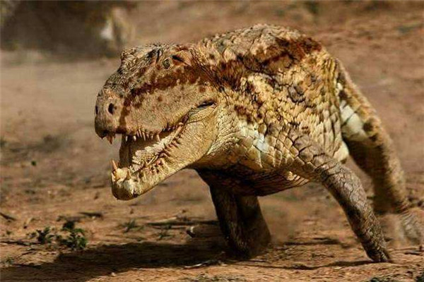蜥鳄一种已经灭绝的动物被认为是恐龙