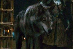 恐狼：被称之为最有希望复活的物种之一（可能重返地球）