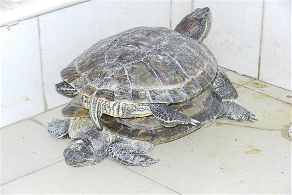 最大的巴西龟有多大图片