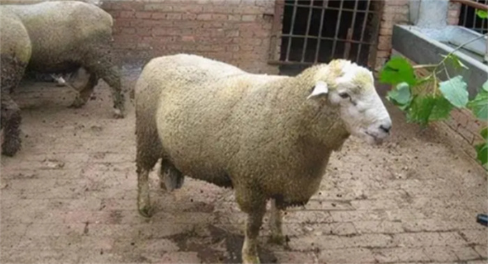 世界上十大最昂贵的羊 刀郎羊第一 探秘志