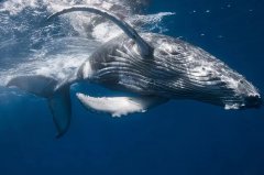 鲸鱼的生存环境受到威胁 研究人员为此感到担忧 未来人类或看不到