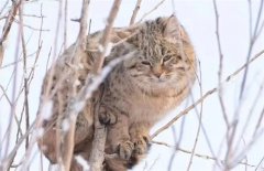 亚洲野猫若放到非洲去会给非洲带来什么影响？它们能算生物入侵吗