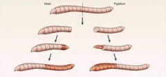 蚯蚓为什么会有再生能力？科学家发现新基因，人类能利用上它吗