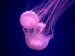 大量海洋生物濒临灭绝，科学家却鼓励食用（深海水母）