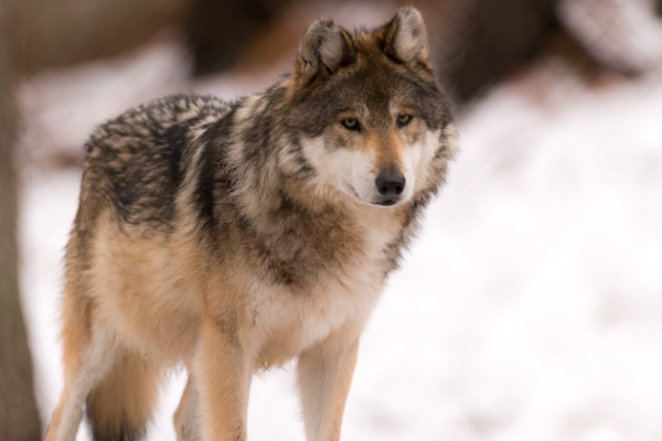欧亚狼 犬科动物中最大的亚种 最长可达1 6米 探秘志手机版