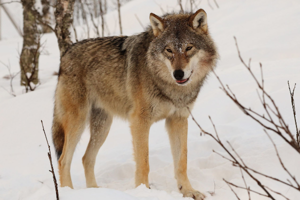 欧亚狼 犬科动物中最大的亚种 最长可达1 6米 探秘志手机版