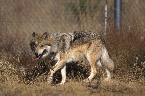 欧亚狼:犬科动物中最大的亚种(最长可达16米)