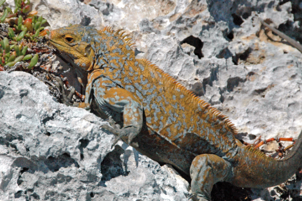 圣萨尔瓦多鬣蜥:巴哈马群岛的特有物种(体长30