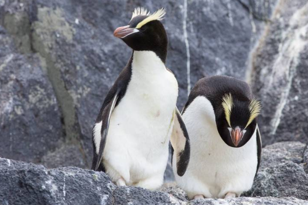 竖冠企鹅唯一拥有竖冠的企鹅危险时会将眉毛竖起