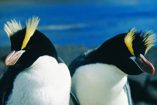 竖冠企鹅唯一拥有竖冠的企鹅危险时会将眉毛竖起
