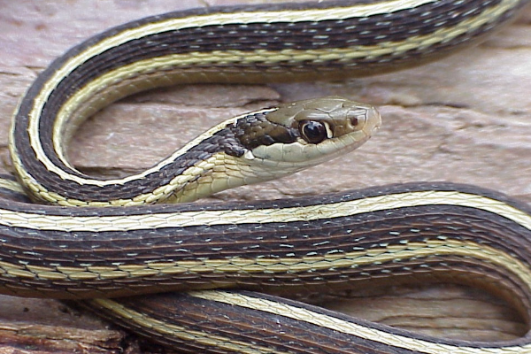 丝带蛇 北美分布最广的蛇类 因三条白色带状纹而得名 探秘志手机版