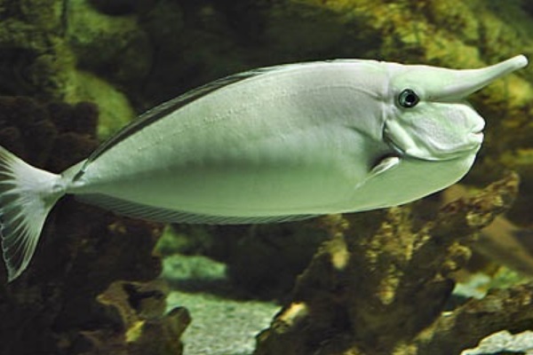 突角鼻鱼:一种额头长鼻子的鱼(被称鱼中匹诺曹)