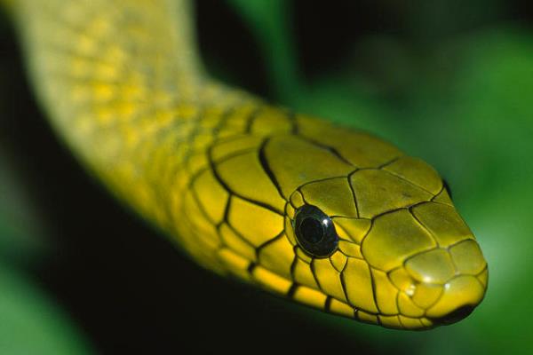西部绿曼巴蛇:非洲第二大毒蛇(体长最大可达32米)